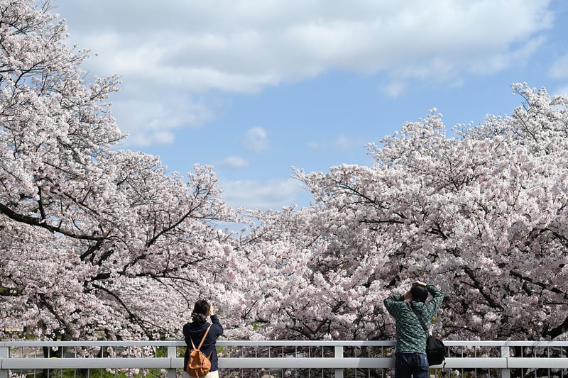 Hanami Festival in Japan
